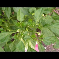 Piment - Capsicum baccatum L. - variete Aji Amarillo (Perou) (4)